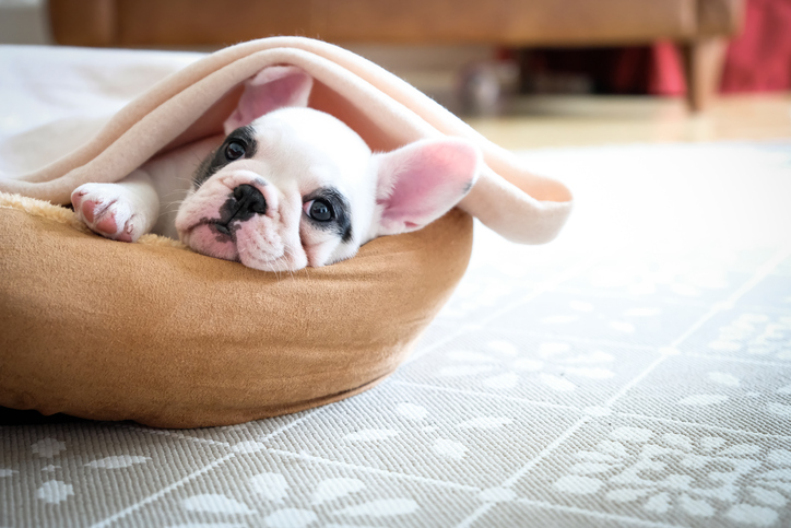 Tempurpedic for dogs shops